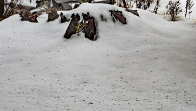 Tree stump and snow