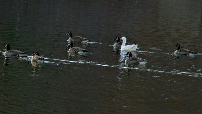 Snow Goose and entourage