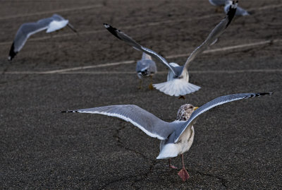 Ballet of the Seagulls