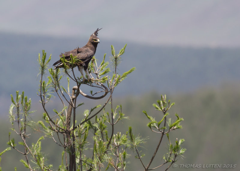 Afrikaanse Zwarte Kuifarend - Long-crested Eagle - Lophaetus occipitalis