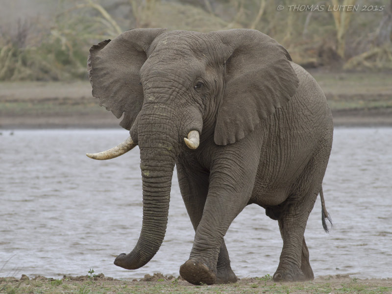 Savanneolifant - African Elephant - Loxodonta africana