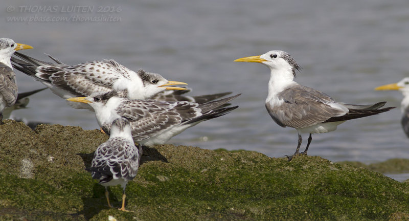 Greater Crested Tern - Grote Kuifstern - Thalasseus bergii