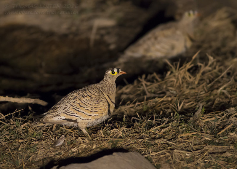 Lichtensteins Sandgrouse - Lichtensteins Zandhoen - Pterocles lichtensteinii