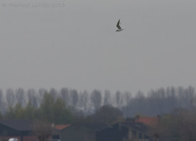 Lachstern / Gull-billed Tern