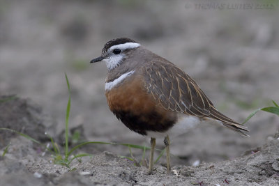 Morinelplevier / Eurasian Dotterel