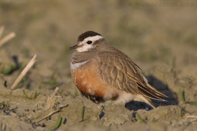 Morinelplevier / Eurasian Dotterel