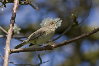 Siberische Tjiftjaf (Phylloscopus collybita tristis)