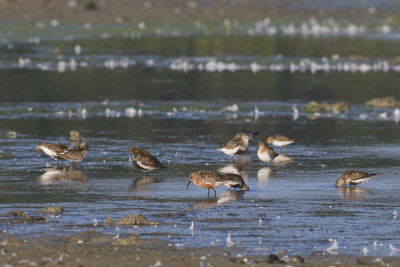 Krombekstrandloper / Curlew Sandpiper