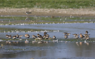 Bonte Strandloper / Dunlin