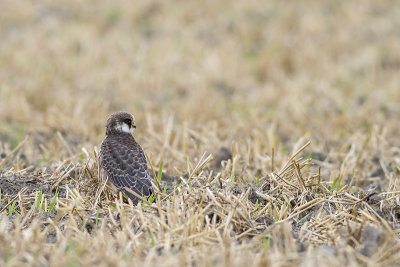 Roodpootvalk / Red-footed Falcon