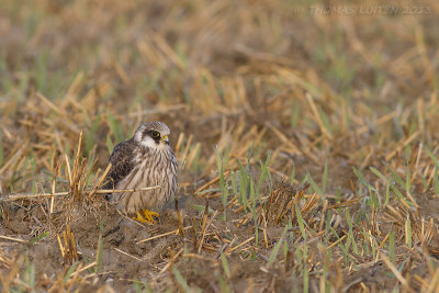 Roodpootvalk / Red-footed Falcon