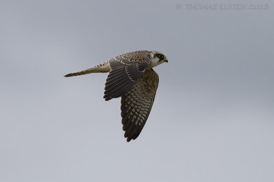 Roodpootvalk (Falco vespertinus)