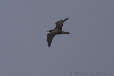 Kleinste Jager / Long-tailed Skua