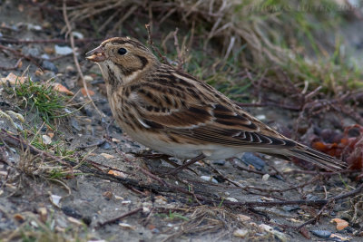 IJsgors / Lapland Bunting