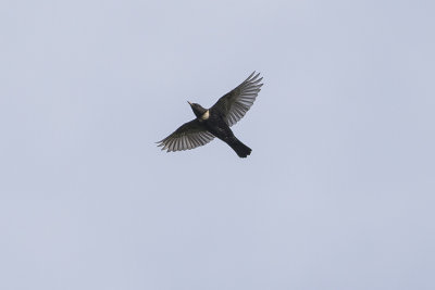 Beflijster / Ring Ouzel