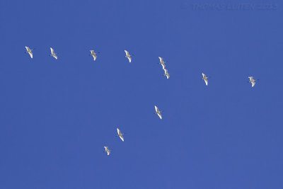 Lepelaar / Eurasian Spoonbill