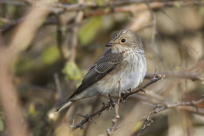 Grauwe Vliegenvanger / Spotted Flycatcher