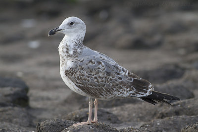 Geelpootmeeuw / Yellow-legged Gull