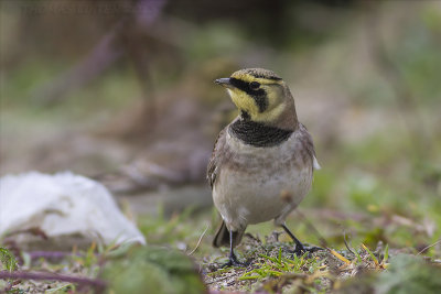 Strandleeuwerik / Horned Lark