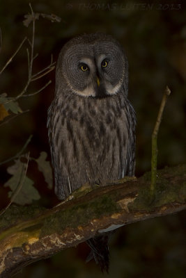 Laplanduil / Great Grey Owl