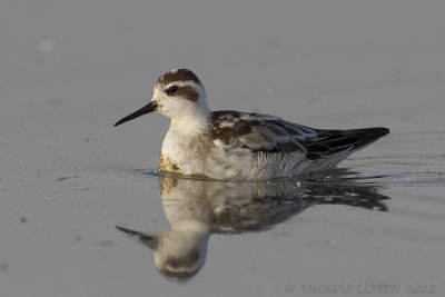 Grauwe Franjepoot / Red-necked Phalarope