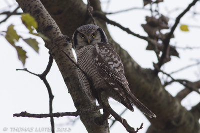 Sperweruil / Northern Hawk Owl