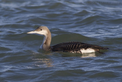 Parelduiker / Black-throated Diver