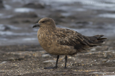 Grote Jager / Great Skua