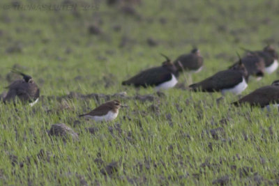 Kaspische Plevier (Charadrius asiaticus)