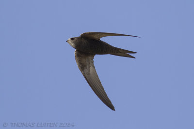 Gierzwaluw / Common Swift