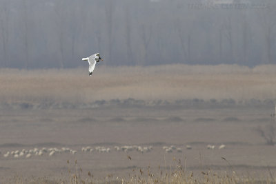 Reuzenzwartkopmeeuw / Pallas' Gull