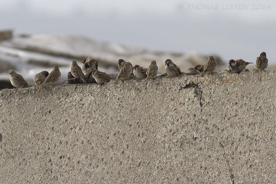 mussen / sparrows