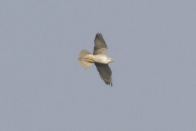 Sakervalk (Falco cherrug)