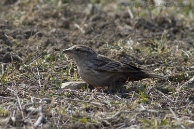 Rotsmus - Rock Sparrow