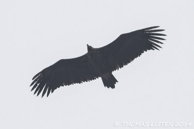 Monniksgier - Cinereous Vulture