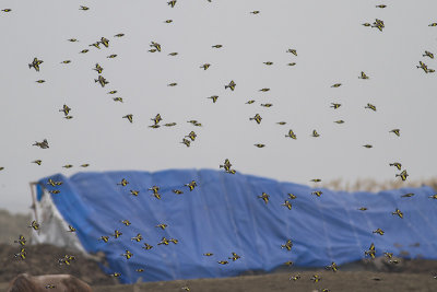 Putter - European Goldfinch