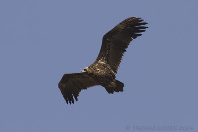 Monniksgier - Cinereous Vulture
