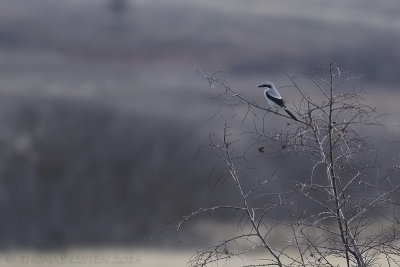 Klapekster (Lanius excubitor)