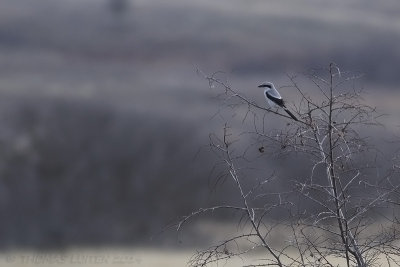 Klapekster (Lanius excubitor)