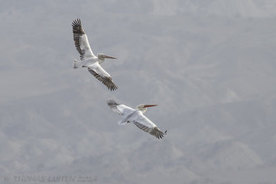 Kroeskoppelikaan (Pelecanus crispus)