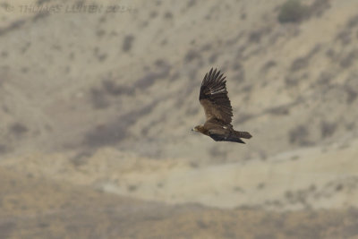 Steppearend - Steppe Eagle