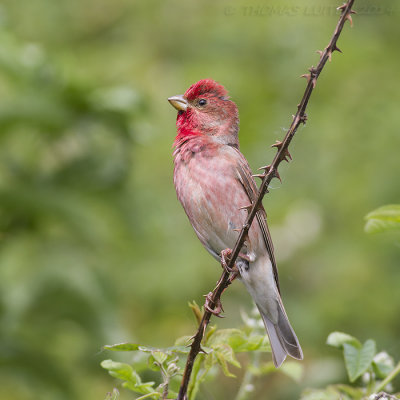 Roodmus / Common Rosefinch