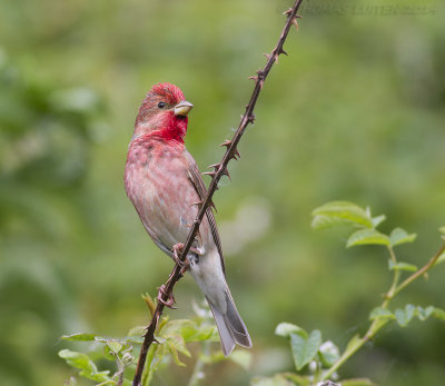 Roodmus (Carpodacus erythrinus)