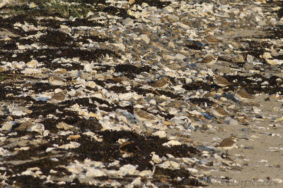 Strandplevier / Kentish Plover