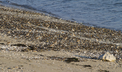 Strandplevier / Kentish Plover