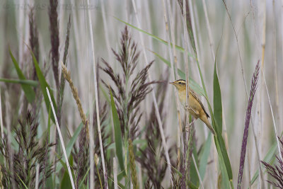 Waterrietzanger / Aquatic Warbler