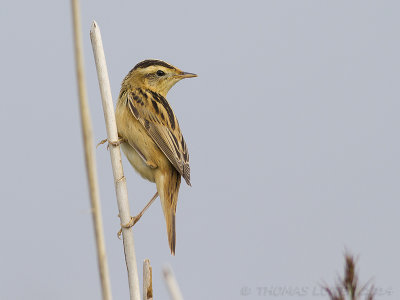 Waterrietzanger / Aquatic Warbler