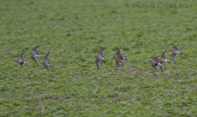 Morinelplevier / Eurasian Dotterel