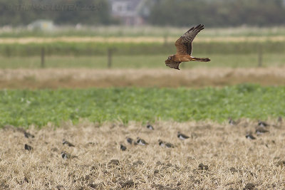 Grauwe Kiekendief / Montagu's Harrier