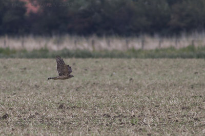 Havik (Accipiter gentilis)